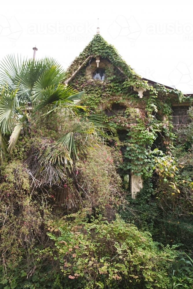 Overgrown old house and paths filled with foliage and ivy - Australian Stock Image