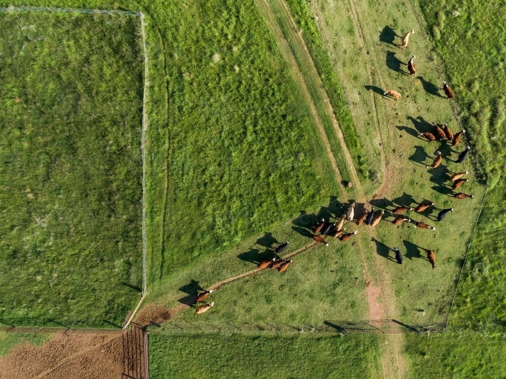Overhead aerial view of cattle herd leaving yards into green farm paddock - Australian Stock Image