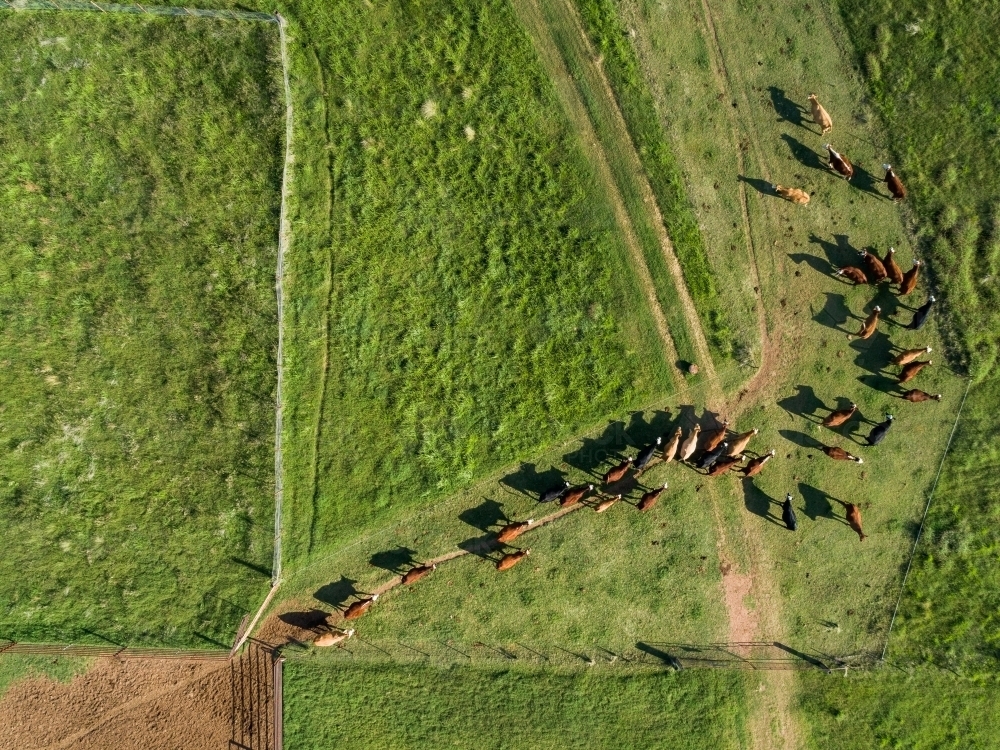 Overhead aerial view of cattle herd leaving yards into green farm paddock - Australian Stock Image