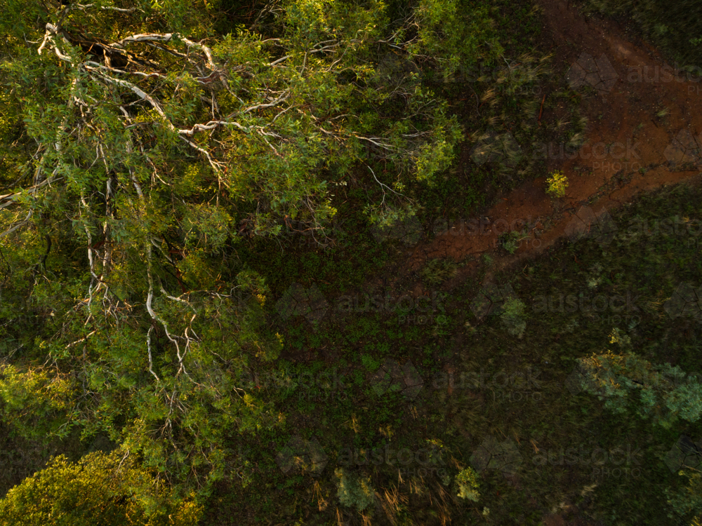 Overhead aerial view of gum tree branches and paddock in Australia with grass and orange soil - Australian Stock Image