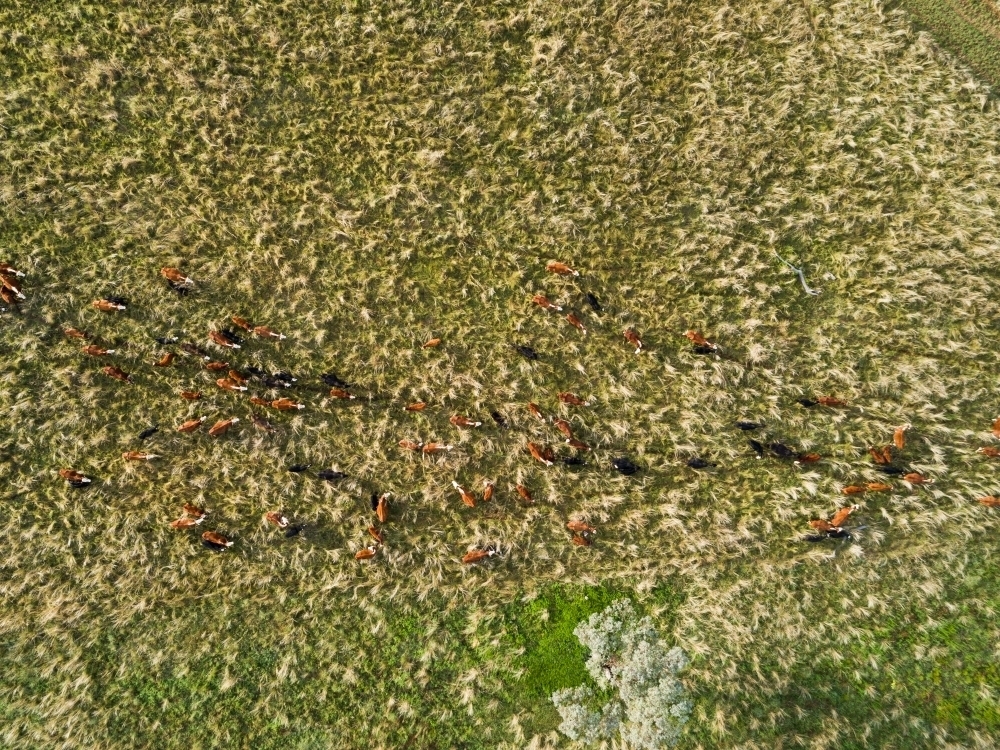 Overhead aerial view of herd of cattle wandering through grassy paddock in the same direction - Australian Stock Image