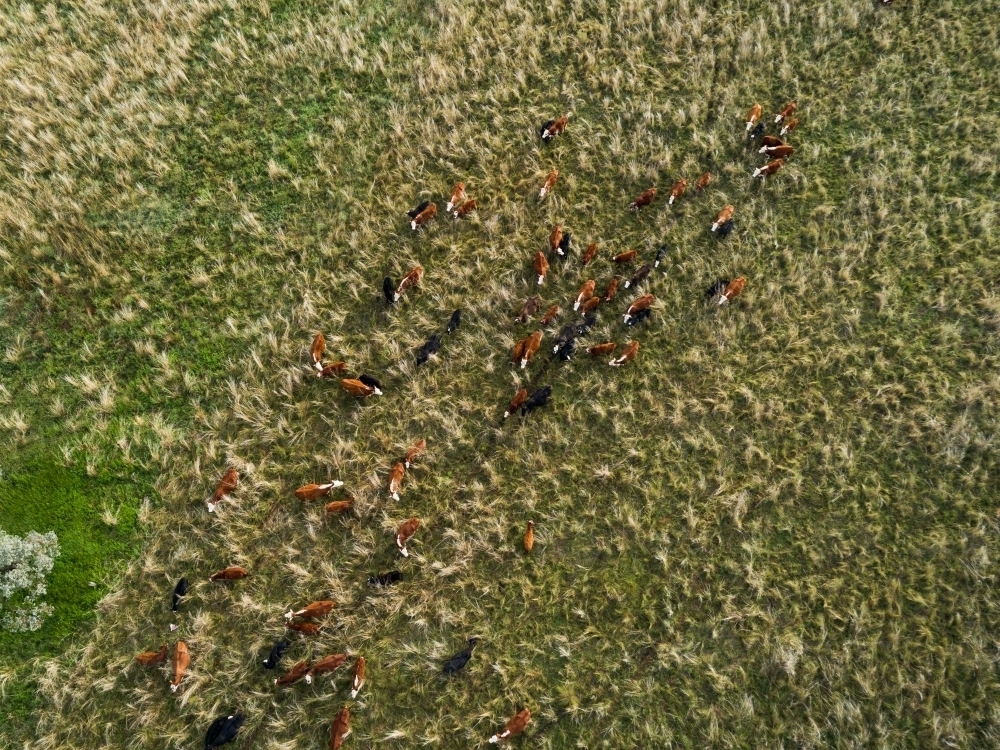 Overhead aerial view of herd of cattle wandering through grassy paddock in the same direction - Australian Stock Image