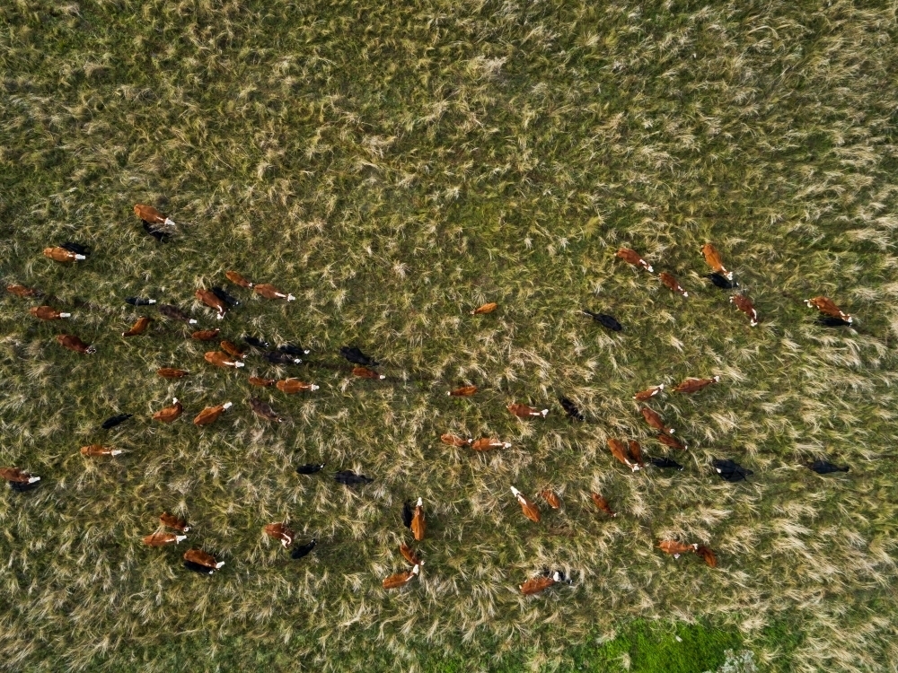 Overhead aerial view of herd of cattle wandering through grassy paddock in the same direction - Australian Stock Image