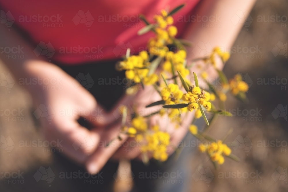 Overhead of wattle with blurred hands - Australian Stock Image