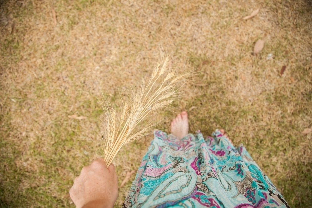 Overhead shot of a woman in a skirt holding dried wheat seed heads - Australian Stock Image