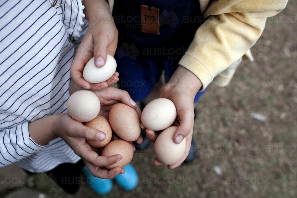 Overhead shot of two kids holding freshly laid eggs they collected - Australian Stock Image