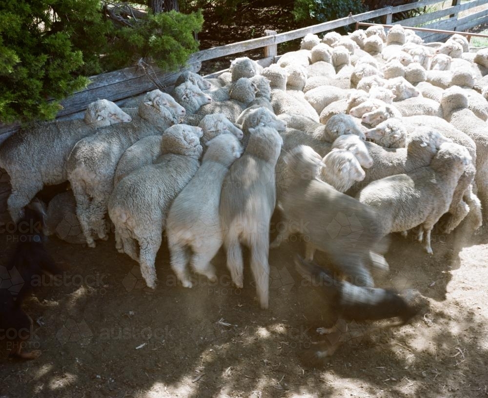 Overhead view of a working dog rounding up sheep - Australian Stock Image