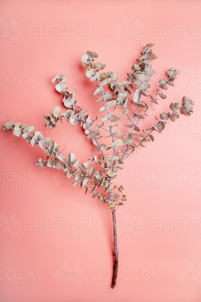 Overhead view of eucalyptus branch on coral pink background - Australian Stock Image