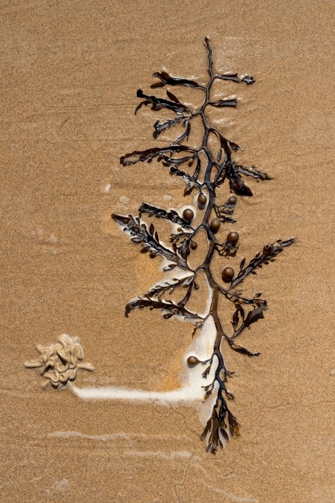 Overhead view of seaweed on sand - Australian Stock Image