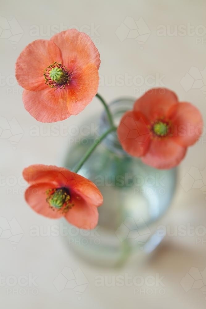 Overhead view of three red poppies in a glass bottle - Australian Stock Image