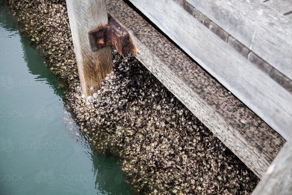 Oysters clinging to wooden wharf in Newcastle river mouth - Australian Stock Image