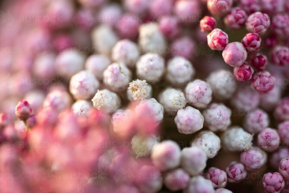 Ozothamnus Coral Flush close up - Australian Stock Image