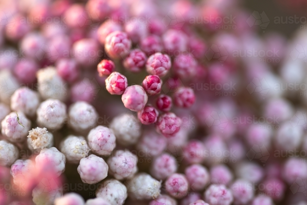 Ozothamnus Coral Flush close up - Australian Stock Image