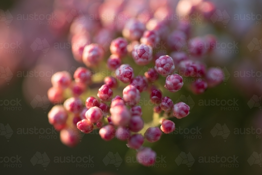Ozothamnus Coral Flush close up - Australian Stock Image