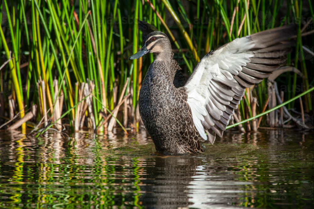 Pacific Black Duck flaps its wings in front of reeds on a lake - Australian Stock Image