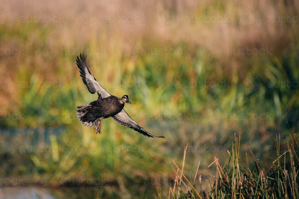 Pacific black duck flying - Australian Stock Image