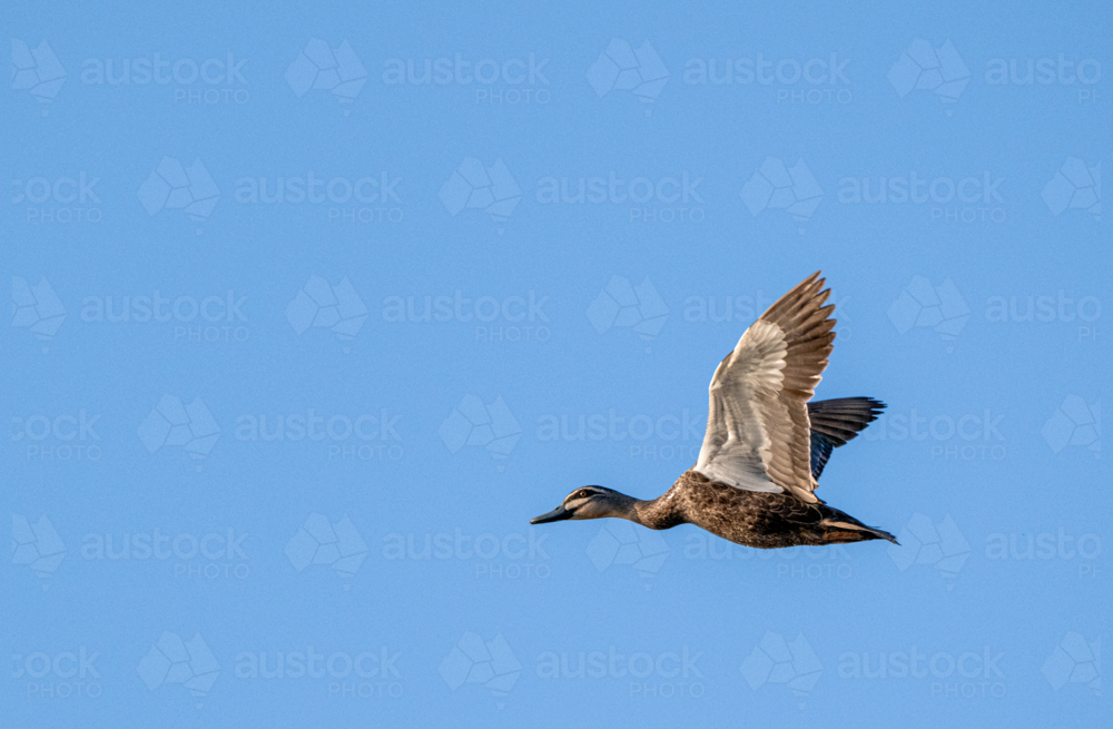Pacific black duck in flight against clear blue sky - Australian Stock Image