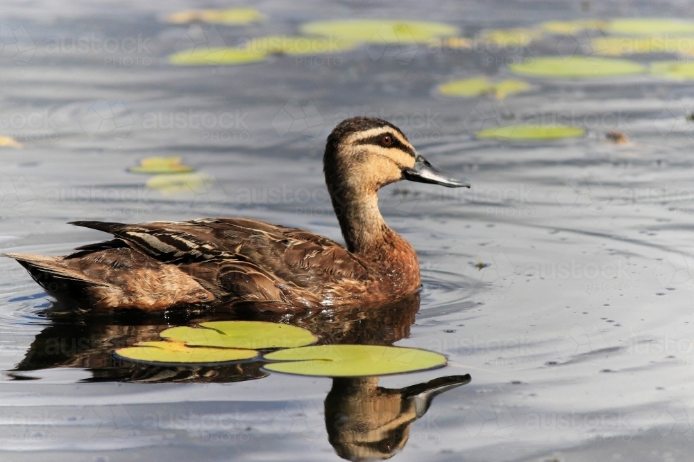 Image of Pacific Black Duck paddling around lily pads on the calm