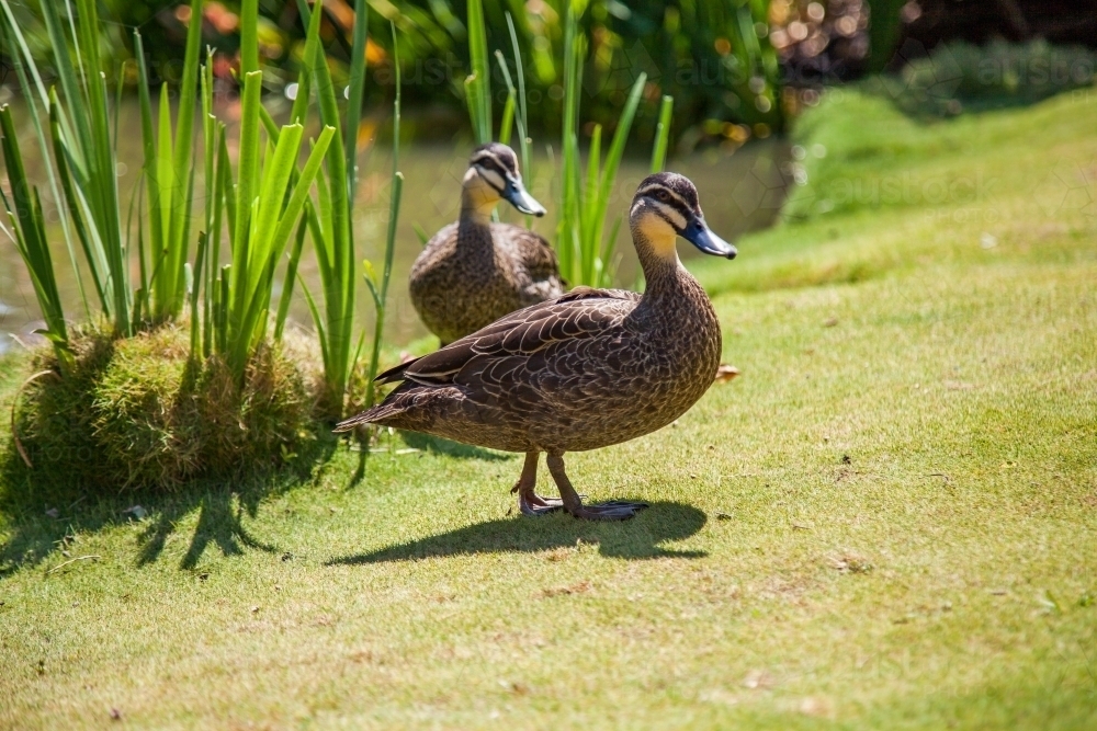 Pacific black duck pair, australian native birds on the grass - Australian Stock Image