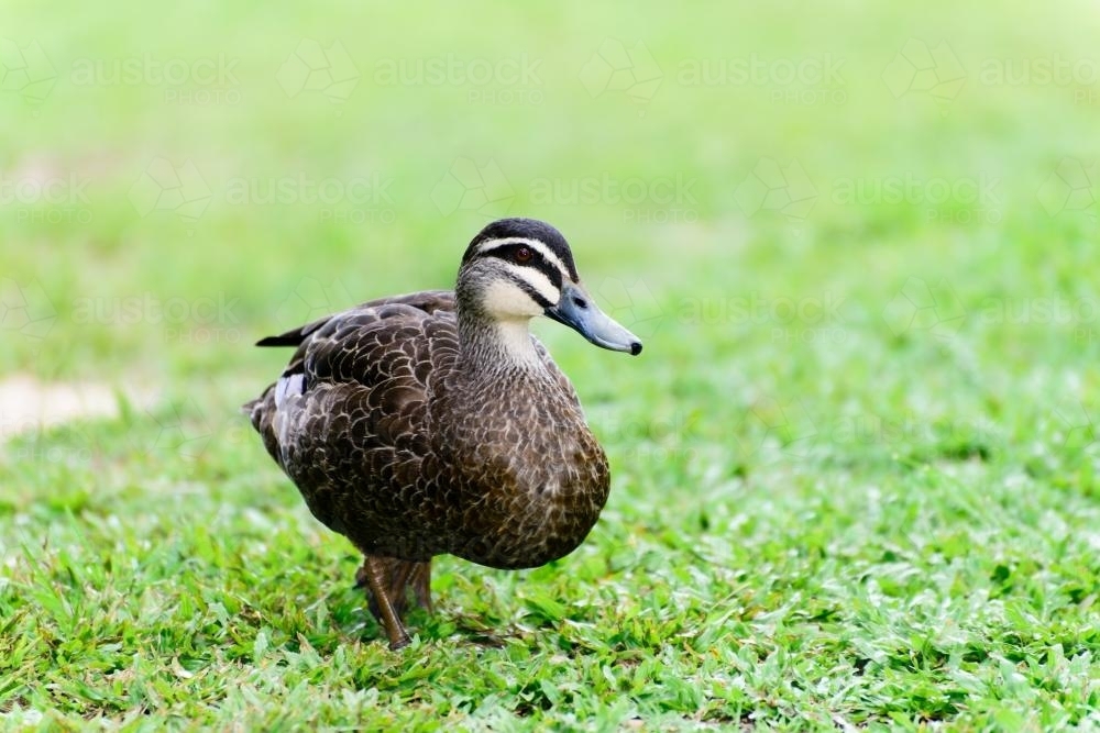 Pacific Black Duck walking on green grass - Australian Stock Image