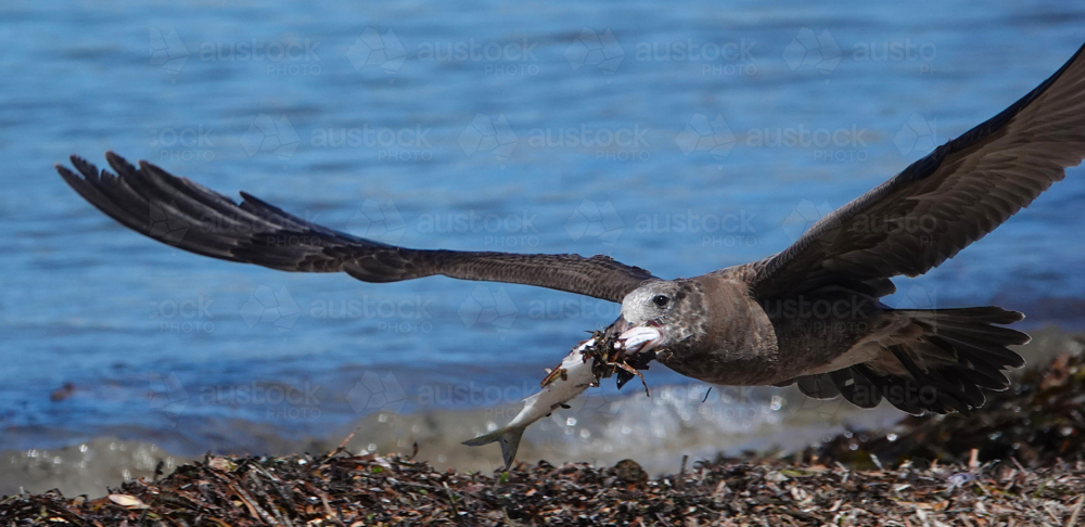 Pacific Gull in flight over beach - Australian Stock Image