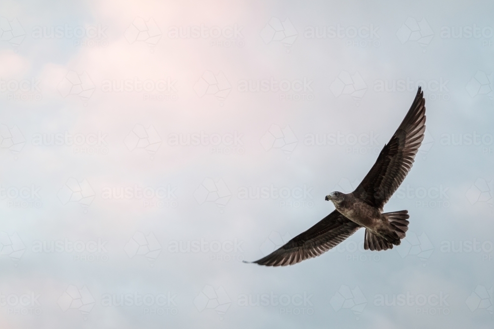 Pacific Gull Soaring Through The Sky - Australian Stock Image