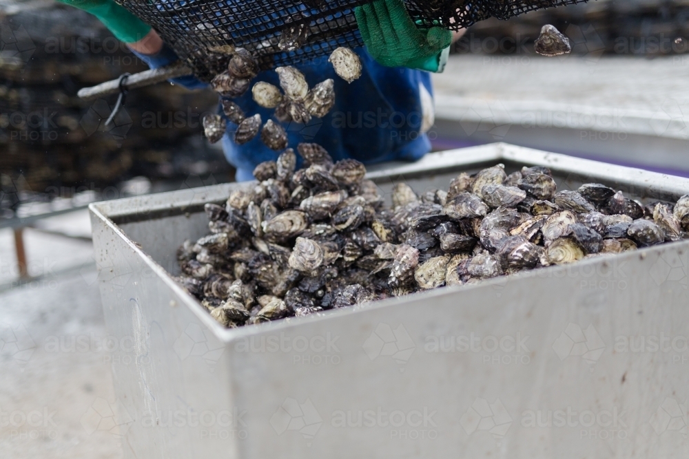 Pacific oysters being tipped into a container by a fisherman - Australian Stock Image