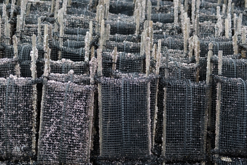 Image of pacific oysters growing racks - Austockphoto
