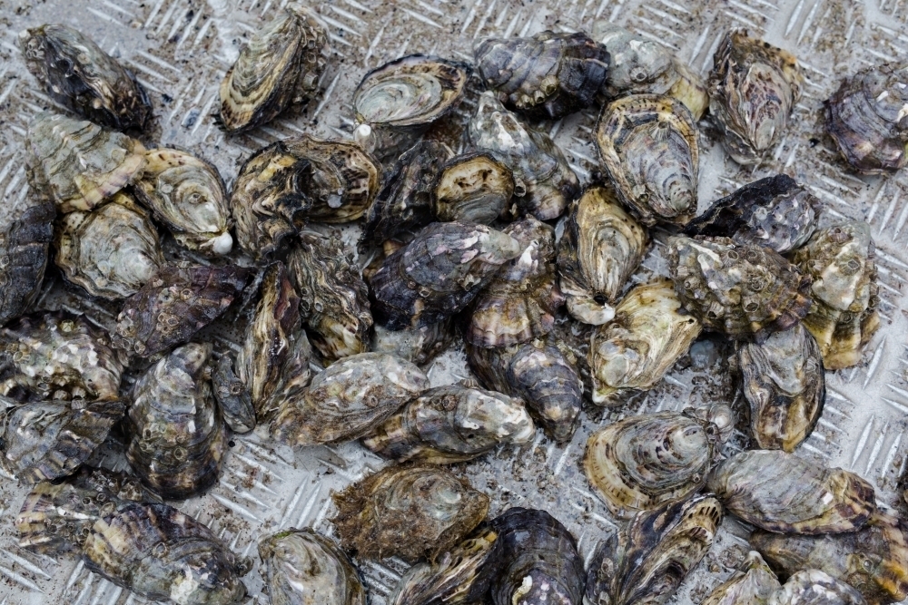 pacific oysters on a boat deck - Australian Stock Image