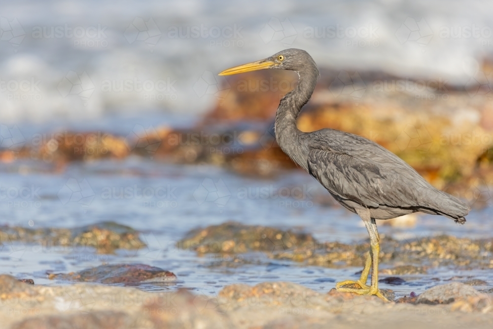 Pacific reef heron standing on a rock at the beach - Australian Stock Image