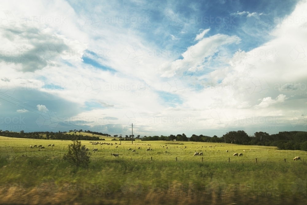 Paddock and livestock on the road from Deni - Australian Stock Image