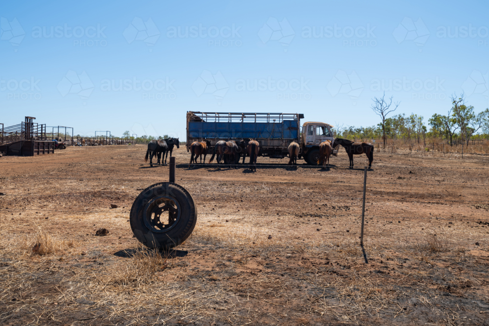 Paddock and yards in remote NT cattle station, truck with horses - Australian Stock Image