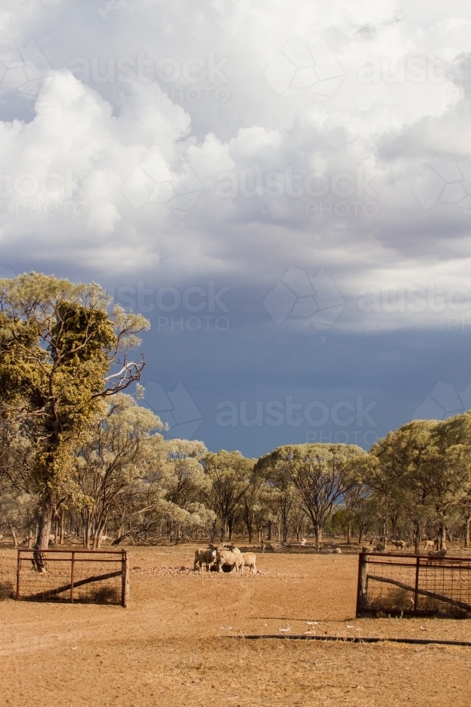 Paddock entry at farm with gates and trough - Australian Stock Image