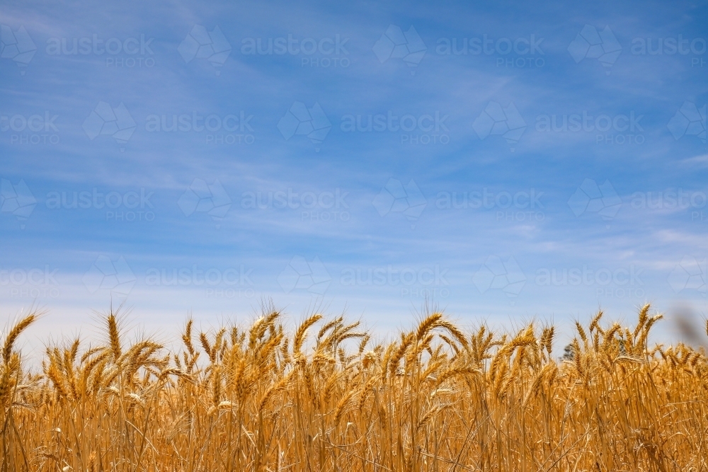 Paddock full of ripe wheat ready for harvest - Australian Stock Image