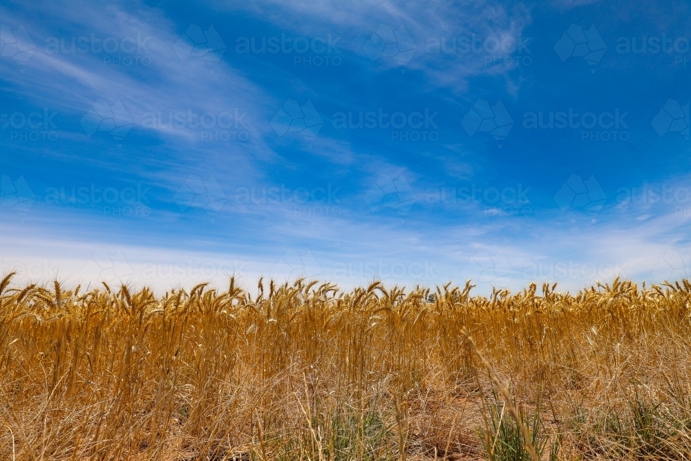 Image of Paddock full of ripe wheat ready for harvest - Austockphoto