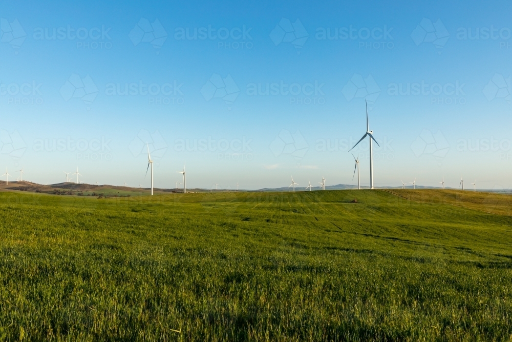 paddock in crop with wind turbines in distance - Australian Stock Image