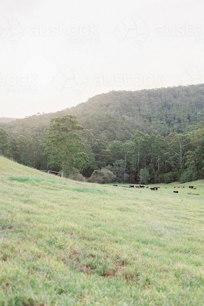 Paddock in the countryside with livestock in the distance - Australian Stock Image
