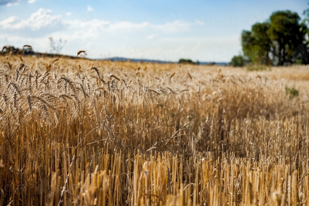Paddock of bearded wheat crop with some stalks cut - Australian Stock Image