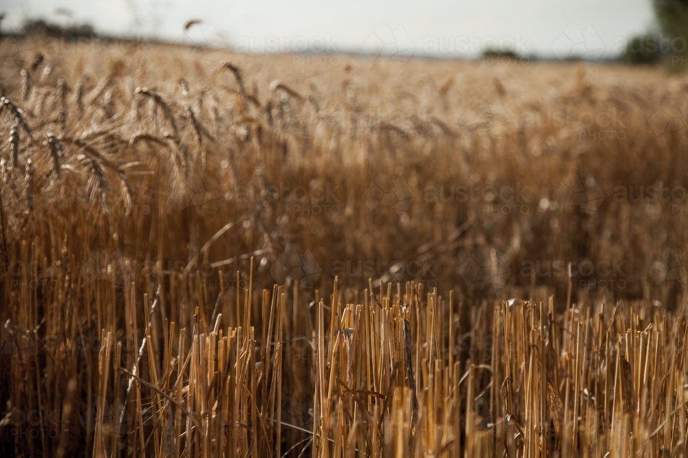 Paddock of bearded wheat crop with some stalks cut - Australian Stock Image