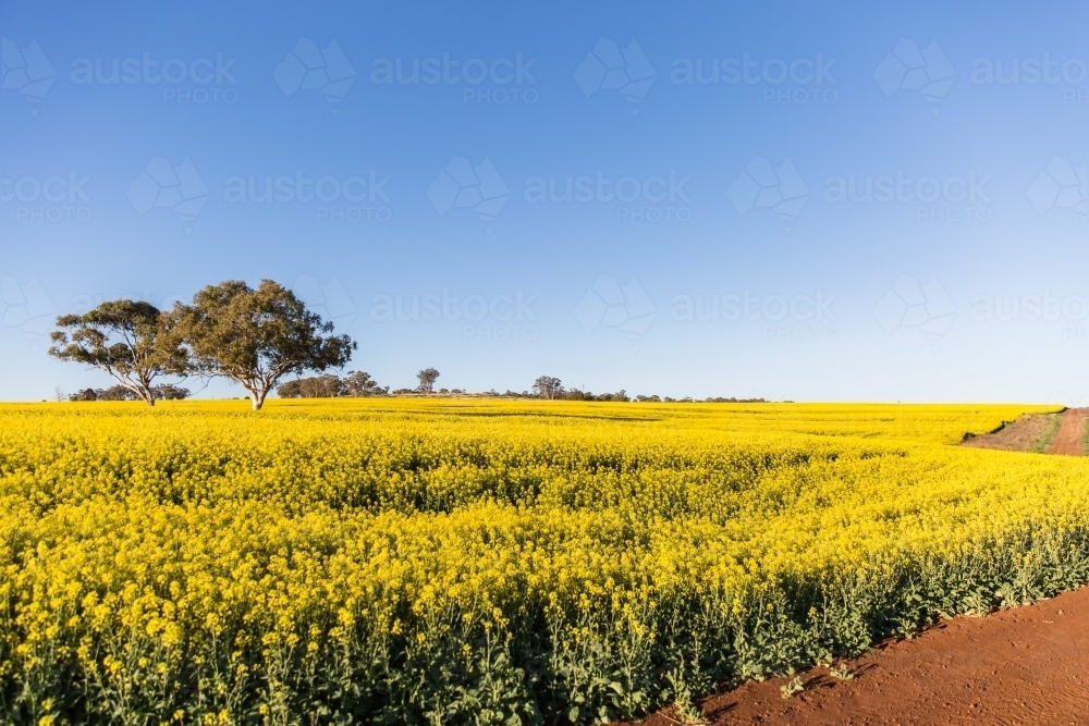 Paddock of canola with trees beside curving dirt road - Australian Stock Image