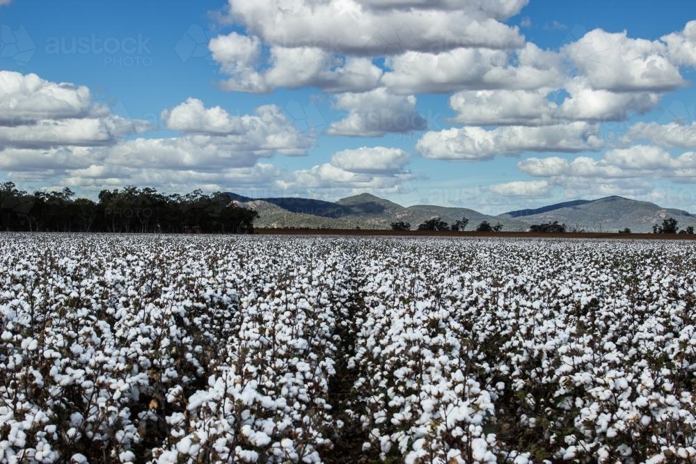 Image of Paddock of cotton and a cloudy sky - Austockphoto