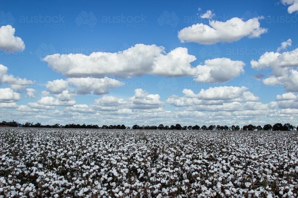 Paddock of cotton and a cloudy sky - Australian Stock Image