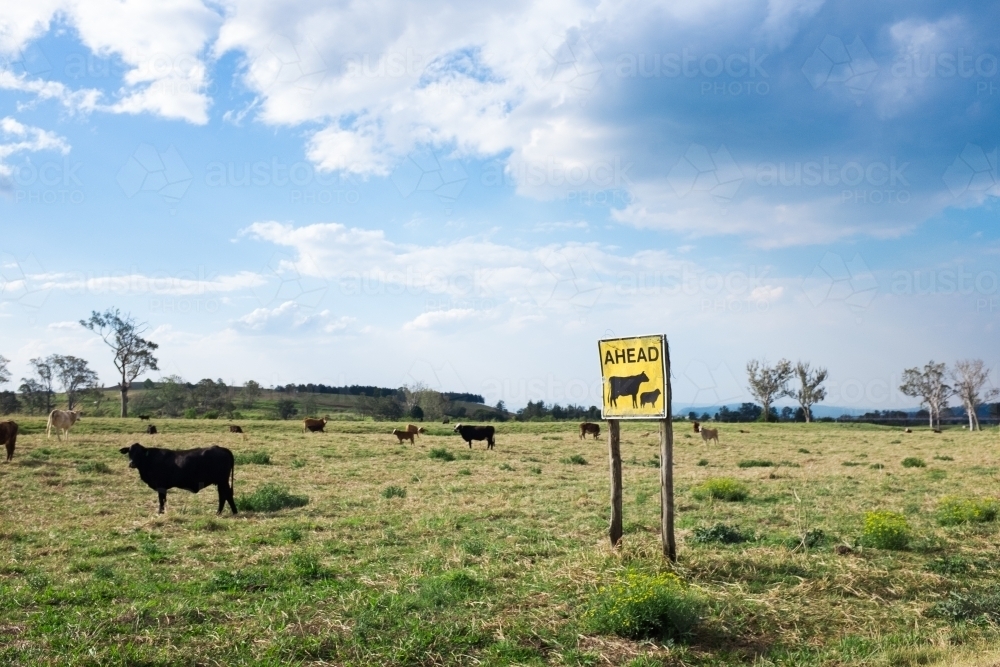 Paddock of cows with sign - Australian Stock Image