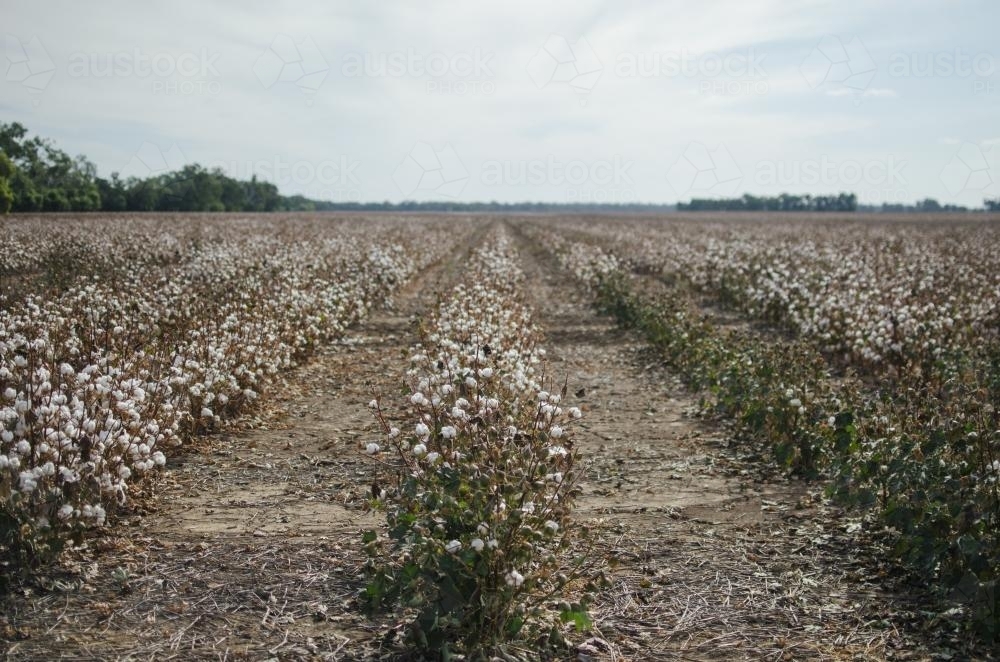 Paddock of dry cotton on a rural cotton farm - Australian Stock Image