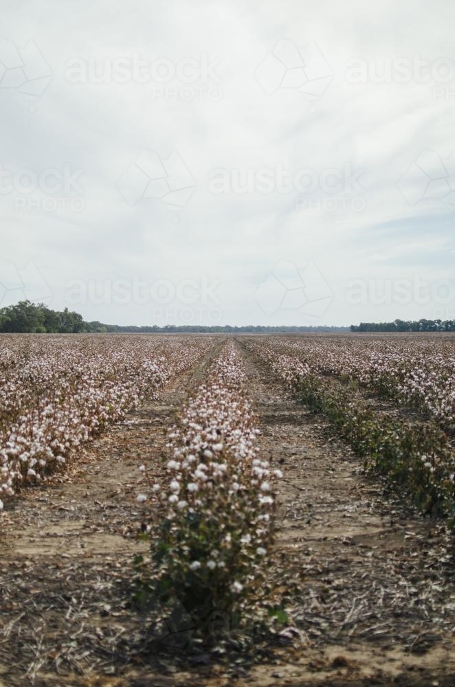 Paddock of dry cotton on a rural cotton farm - Australian Stock Image
