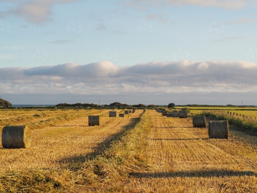 Paddock of fresh hay bales in the golden light - Australian Stock Image