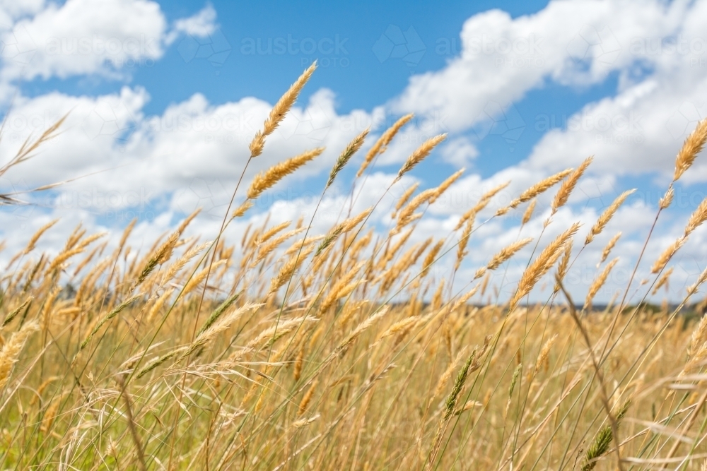 Paddock of grass blowing in the wind - Australian Stock Image