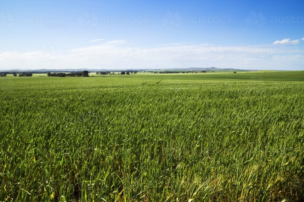 Paddock of green wheat under blue sky - Australian Stock Image