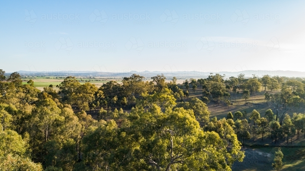 Paddock of gum trees with bulga hills in the distance - Australian Stock Image