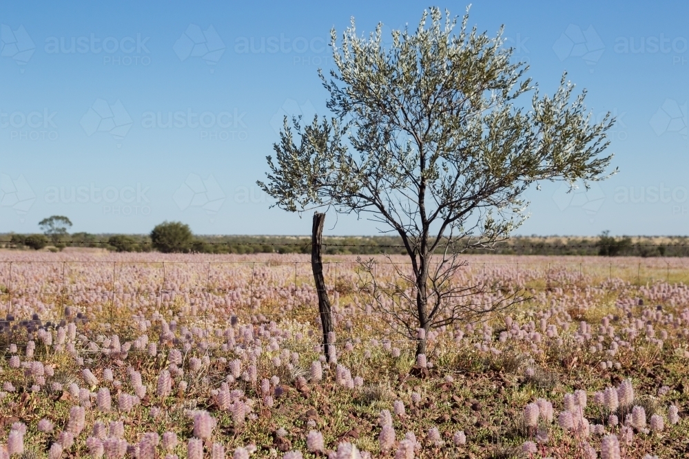 Paddock of Mulla-mulla wildflowers with tree - Australian Stock Image